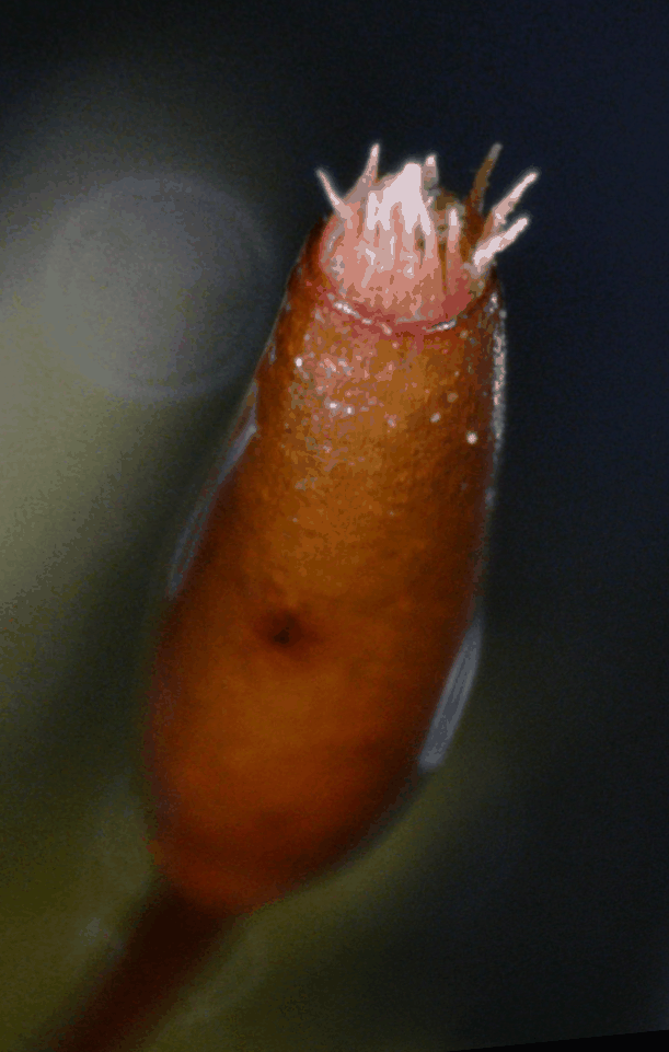 example animated GIF